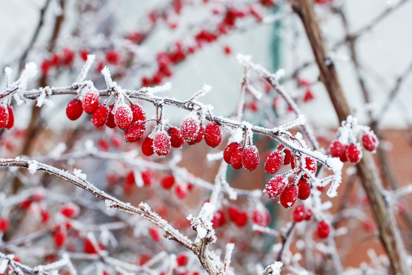 die Winterharte Berberitze Vögel lieben die roten Beeren. 