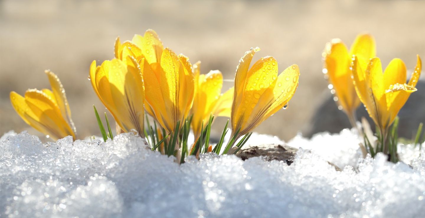 gelbe Krokusse im Schnee