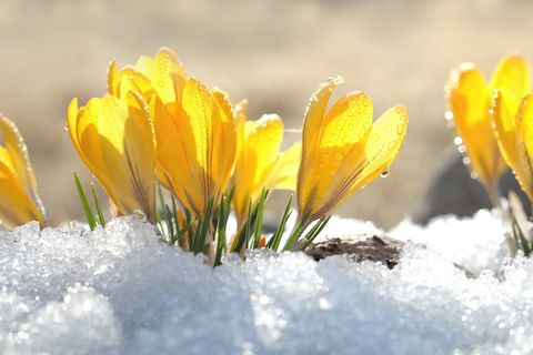 gelbe Krokusse im Schnee