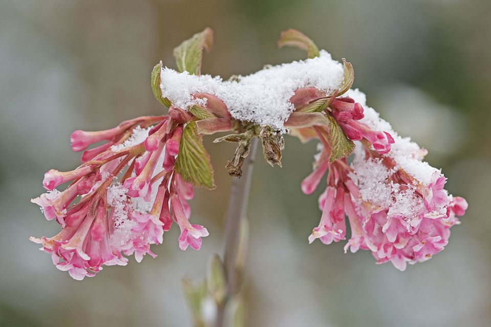 Rosa Winterblumen Winterschneeball Bild 6 [SCHÖNER