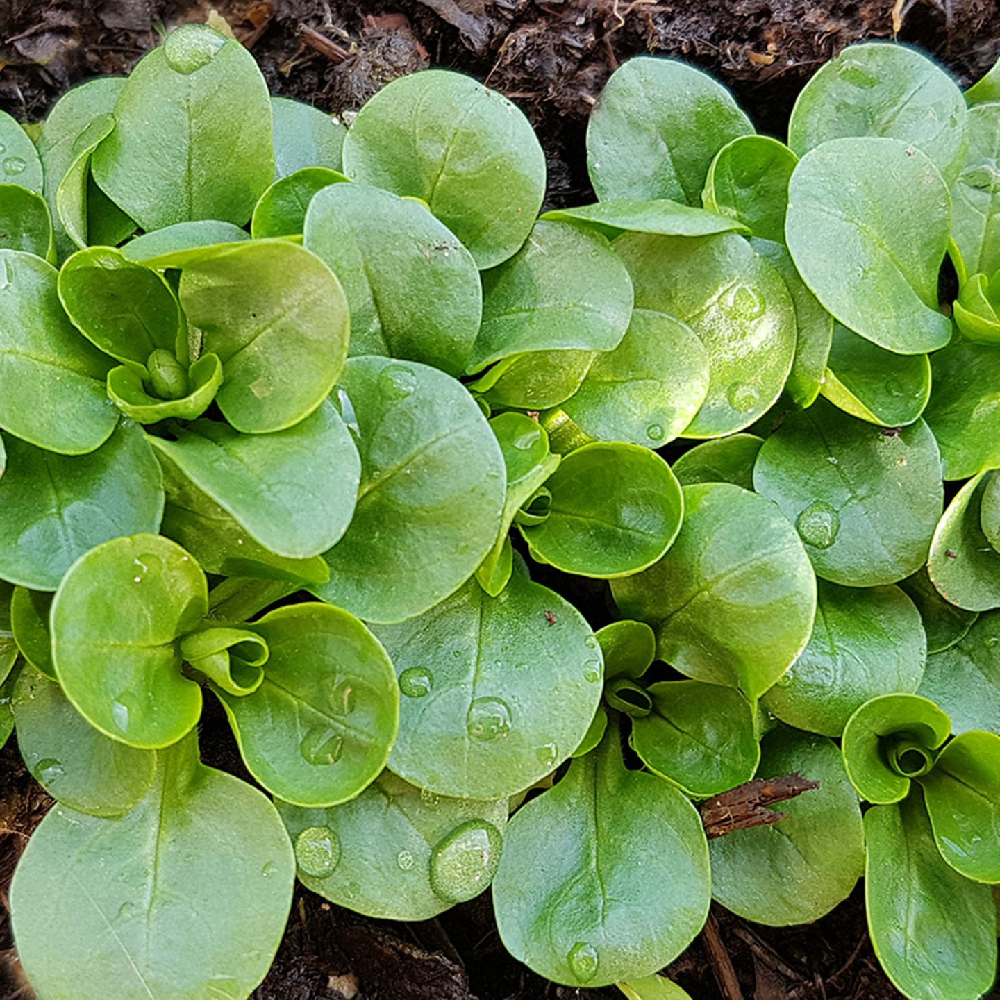 Feldsalat sen & vieles mehr - [SCHNER WOHNEN]