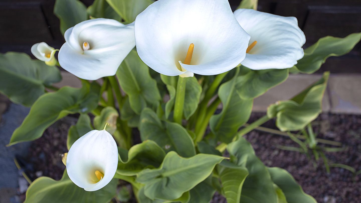 Calla: pflanzen, pflegen, vermehren - [SCHNER WOHNEN]