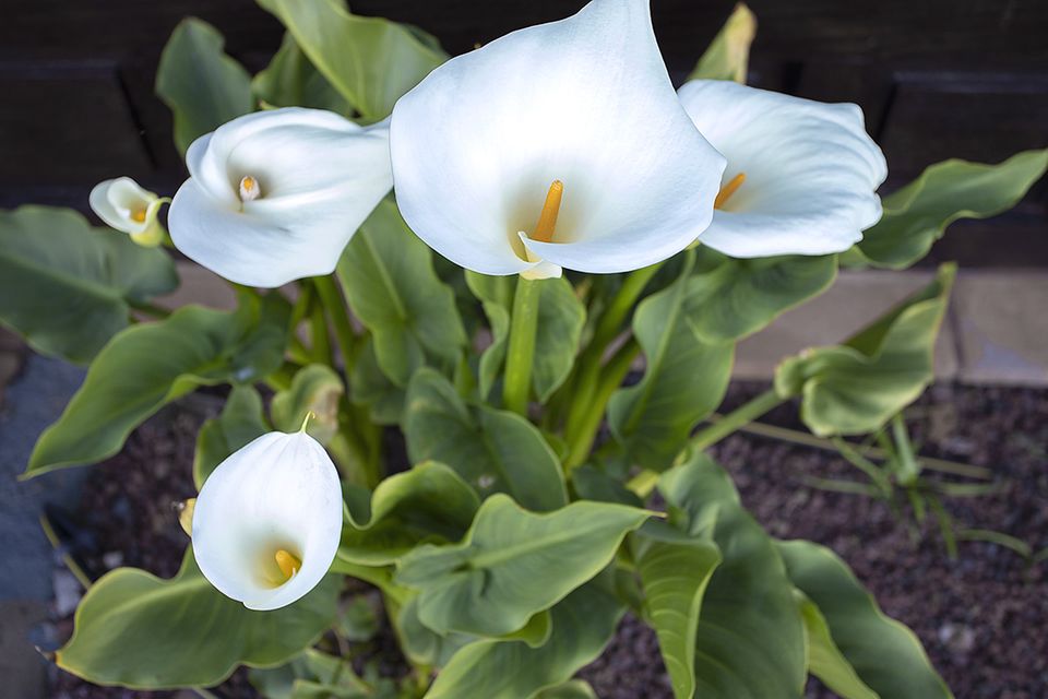 Pflanzenlexikon: weiße Calla