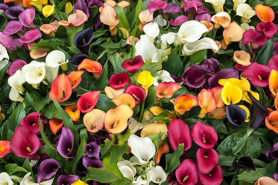 Calla: pflanzen, pflegen, vermehren - [SCHNER WOHNEN]