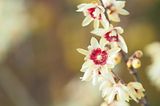 Chinesische Winterblüte, Chimonanthus praecox