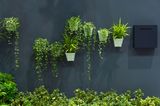 Pflanzen an der Wand