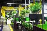 Büropflanzen, Pflanzen als Arbeitsplatzabtrennung