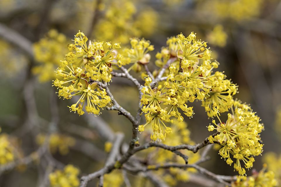 Kornelkirschenblüte Cornus mas Kornelkirschenblüte Cornus mas