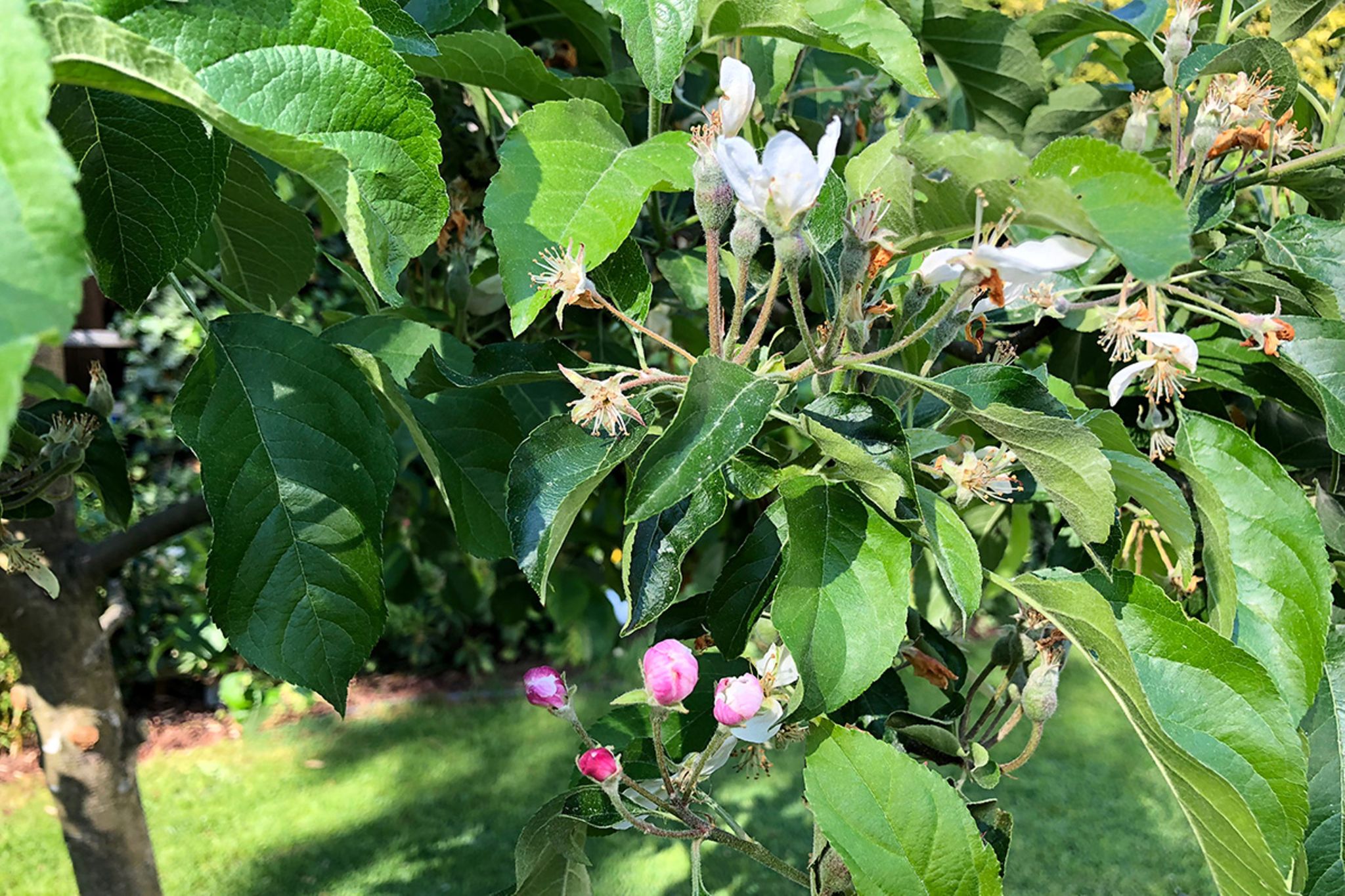 Apfelbaum kaufen: In 6 Schritten zur idealen Sorte - Mein schöner Garten