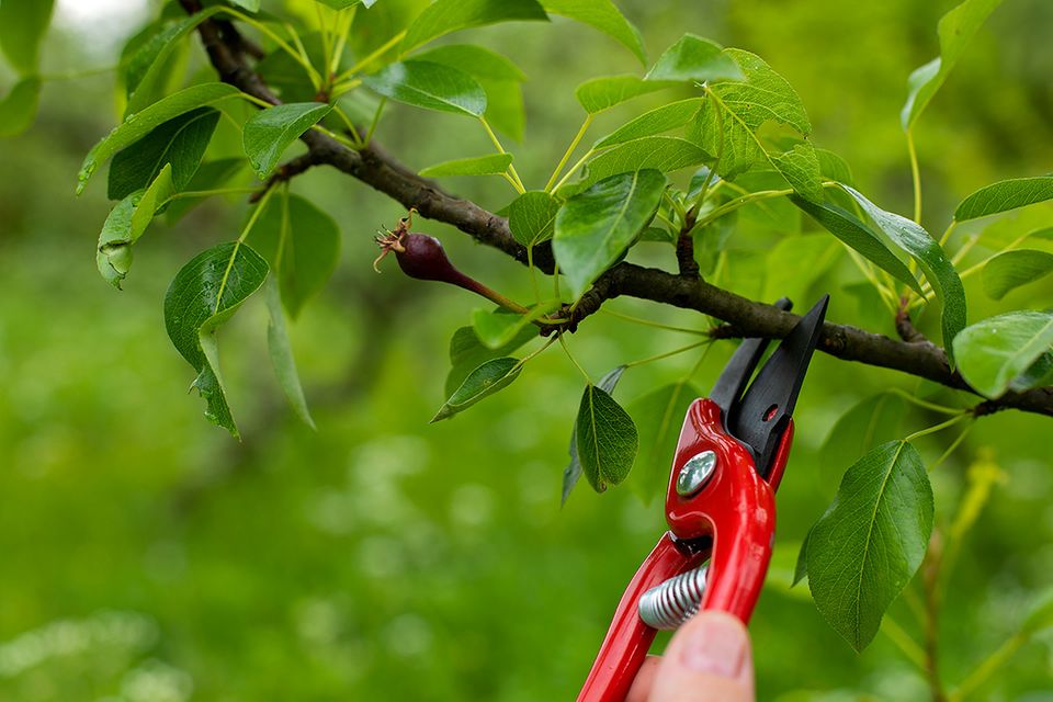 Apfelbaum: pflanzen, pflegen, schneiden - [SCHNER WOHNEN]