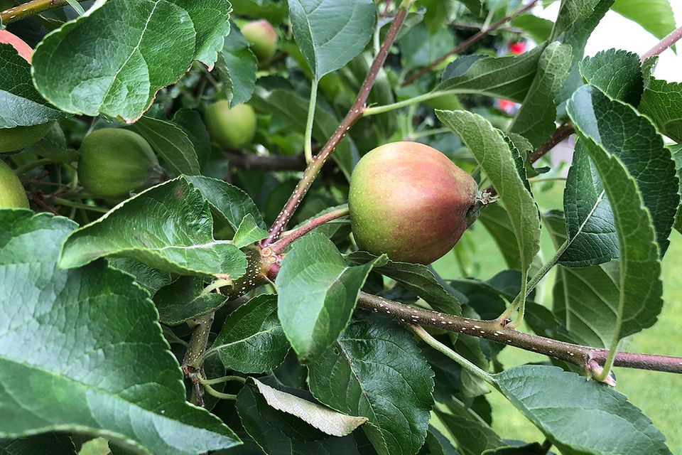 Apfelbaum: pflanzen, pflegen, schneiden - [SCHNER WOHNEN]