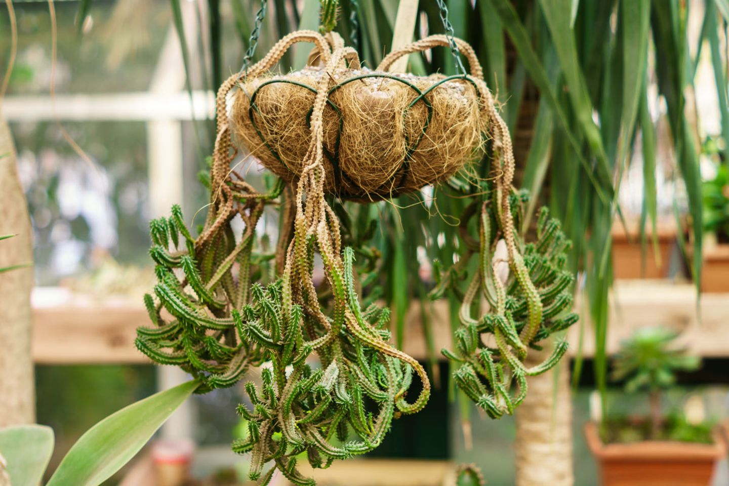 weiße monstera samen Fingerphilodendron (Monstera deliciosa) main image 0
