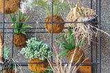 Kokedama – Hängepflanzen in Mooskugeln