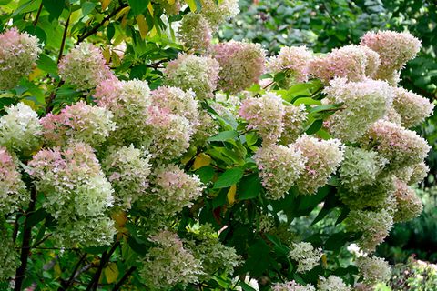 Bäume für den Garten als Schattenspender [SCHÖNER WOHNEN]