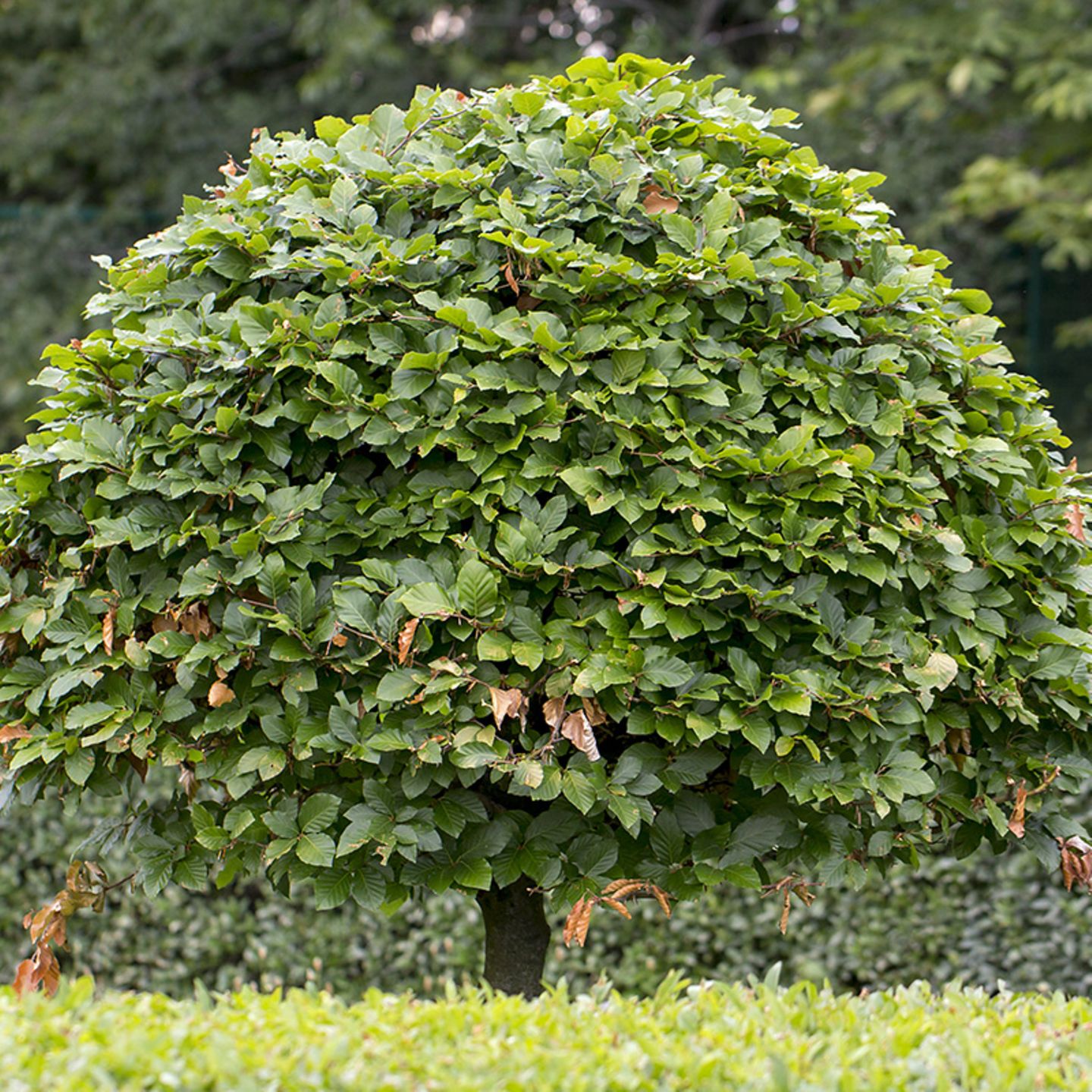 Hainbuche: pflanzen, pflegen, als Hecke - [SCHNER WOHNEN]