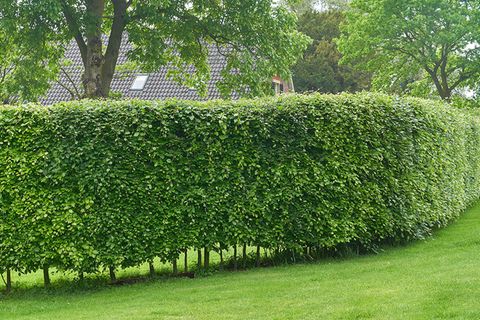 Schnellwachsende Hecke Die besten Heckenarten [SCHÖNER WOHNEN]