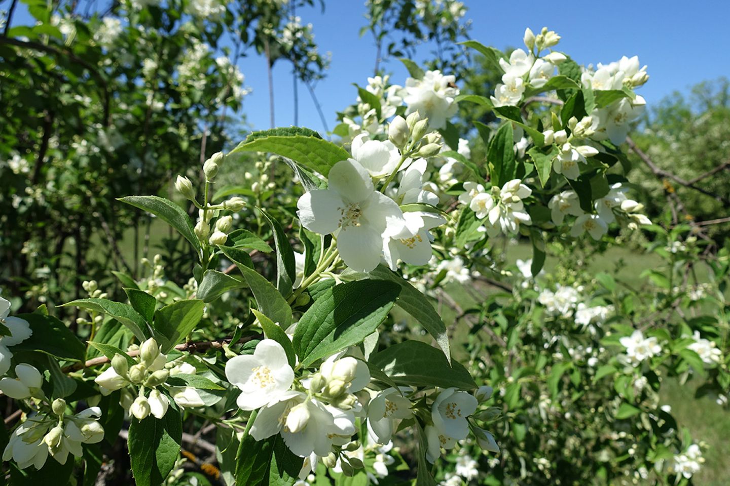 Gartenjasmin mit weißen Blüten