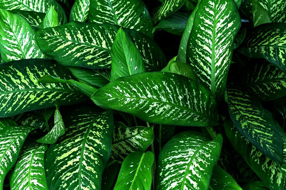Die 10 schnsten Zimmerpflanzen mit groen Blttern - [SCHNER WOHNEN]
