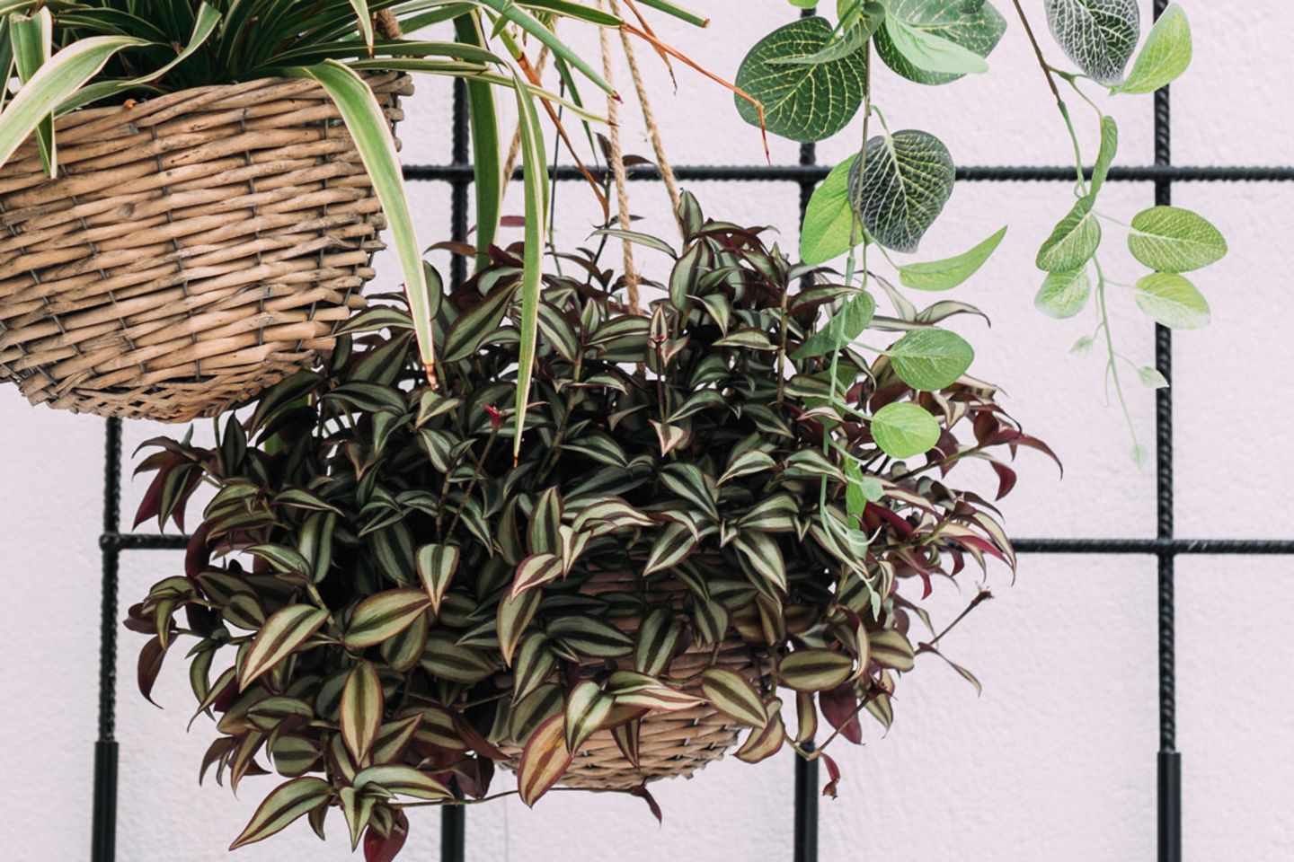 variegata albo Monstera Deliciosa Albo Variegata