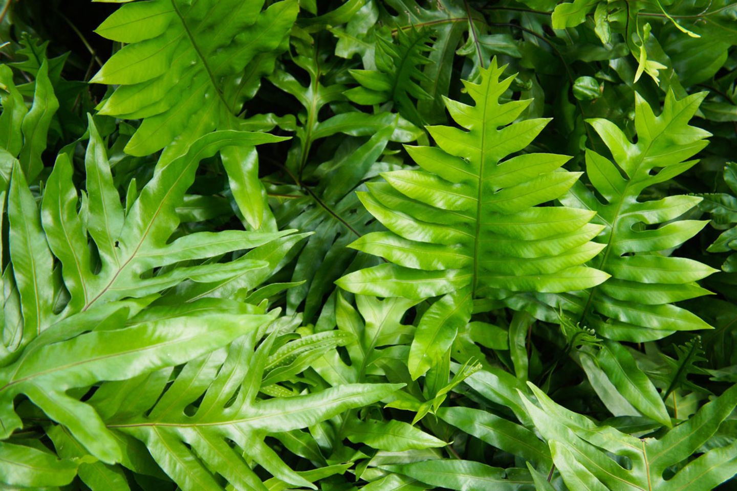 kentia palme umtopfen Kentiapalme | Howea forsteriana main image 1