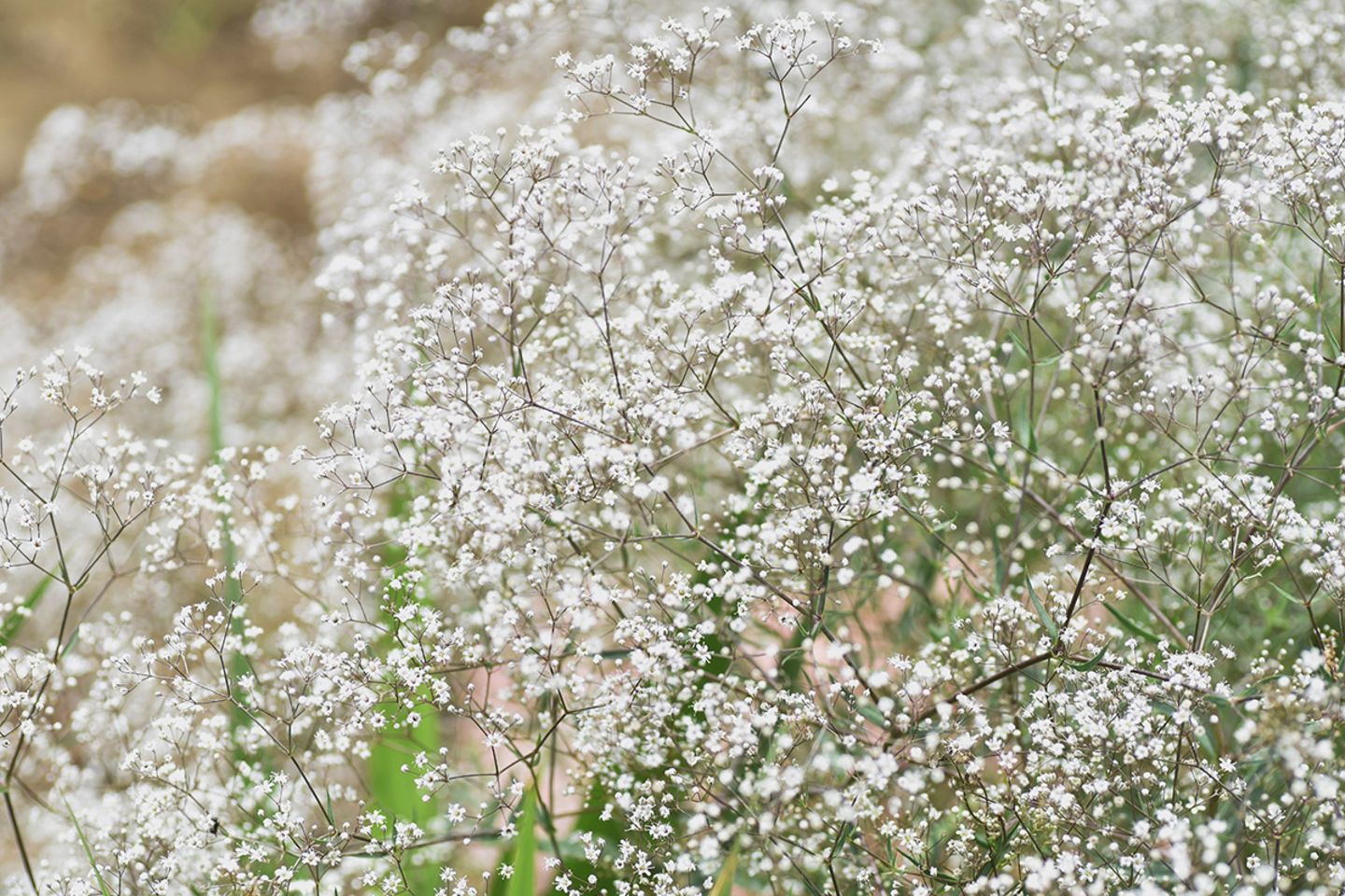 Schleierkraut: pflanzen, trocknen, schneiden - [SCHNER WOHNEN]