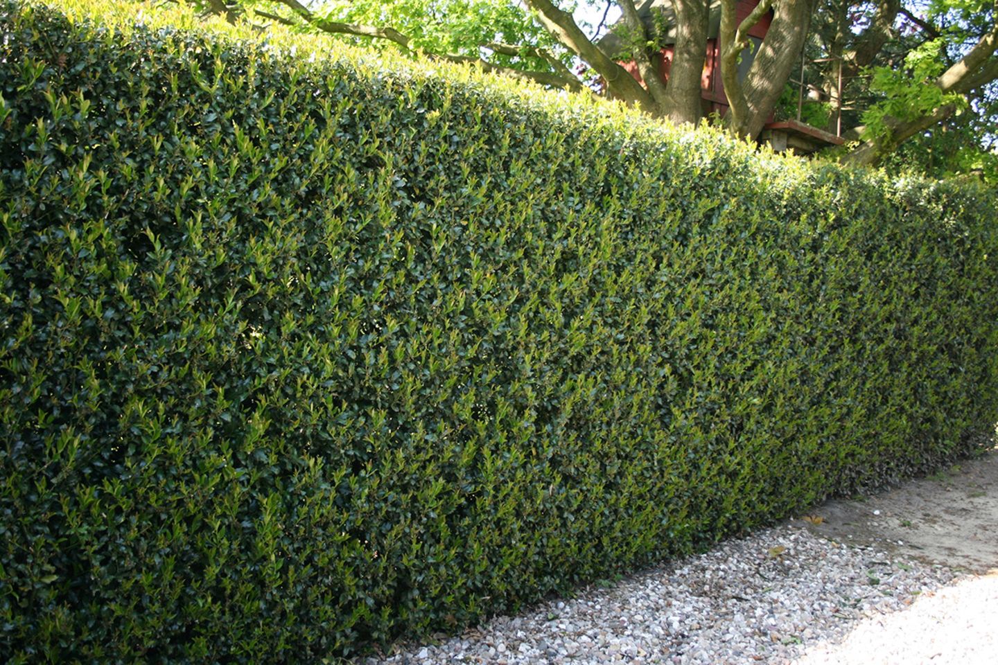 eukalyptus zimmerpflanze giftig Balkon-Eukalyptus 