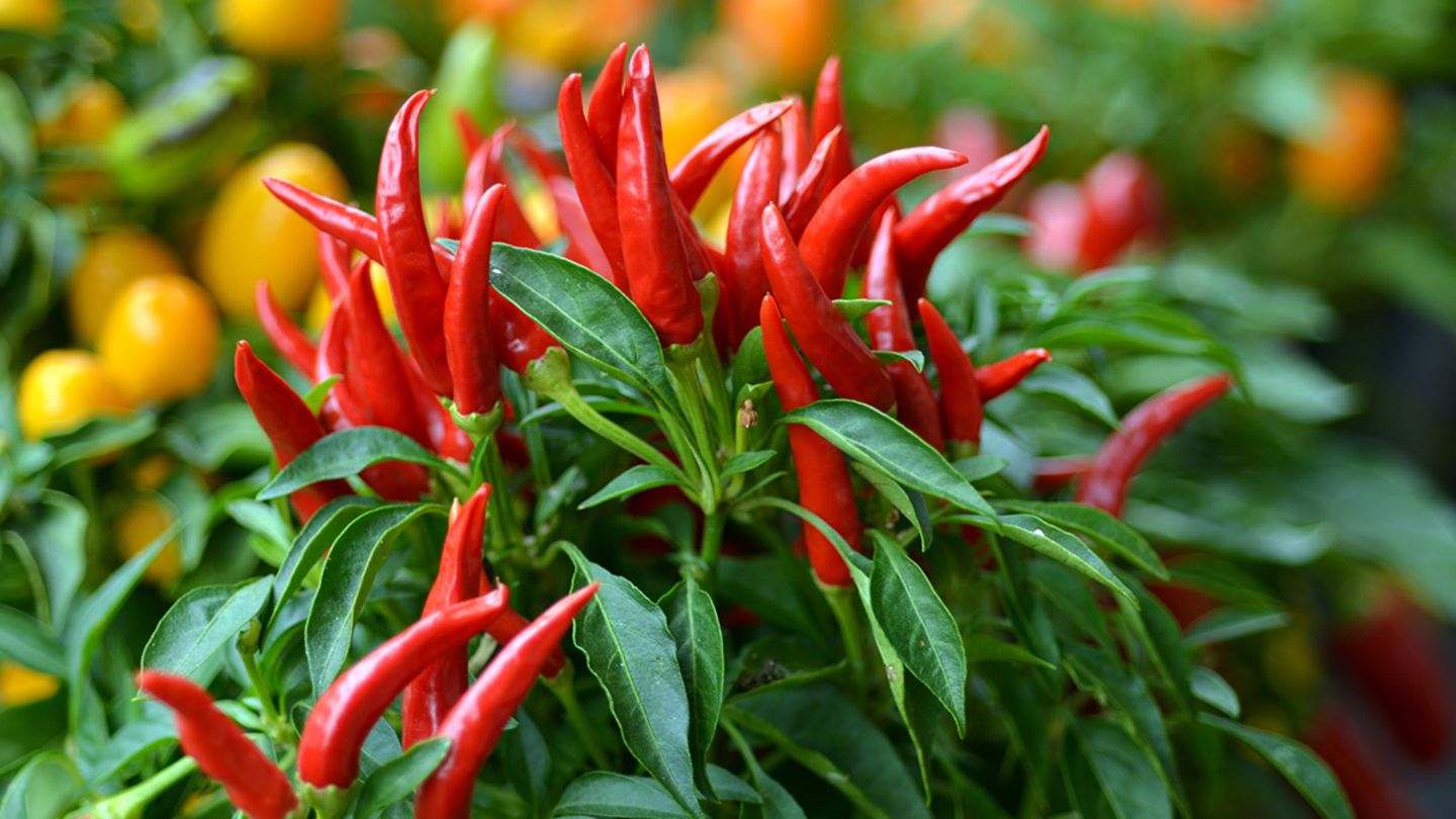 Chili pflanzen  so klappt's - [SCHNER WOHNEN]