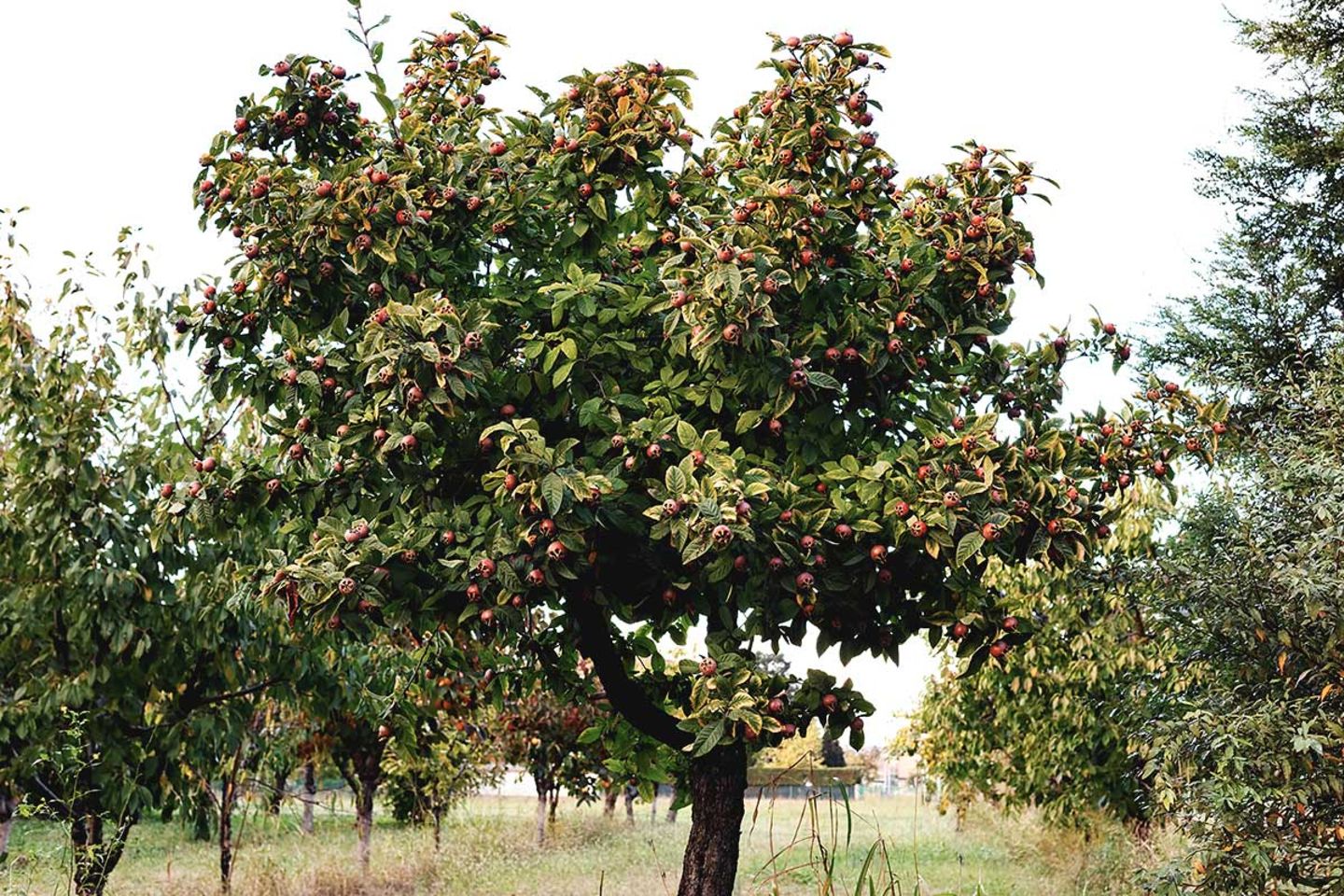 Mispel - alte Obstbaumsorte im Pflanzenlexikon