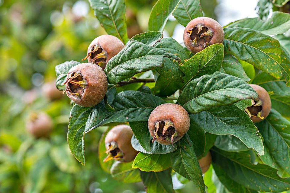 Mispel - die Früchte der alten Obstbaumsorte Mispel - die Früchte der alten Obstbaumsorte