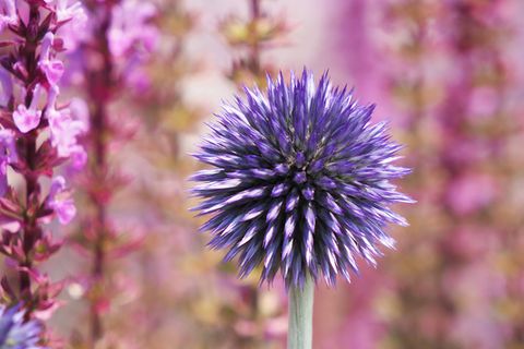 Welche Blumen & Gewächse im Juni pflanzen? [SCHÖNER WOHNEN]