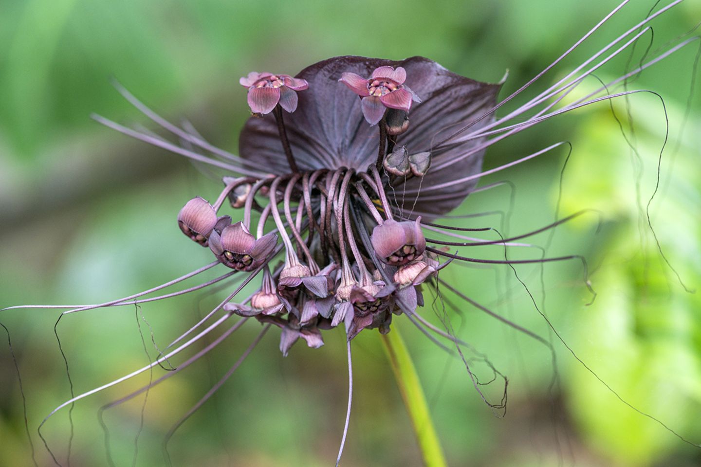 Schwarze Fledermausblume (Tacca chantrieri) - [SCHÖNER WOHNEN]