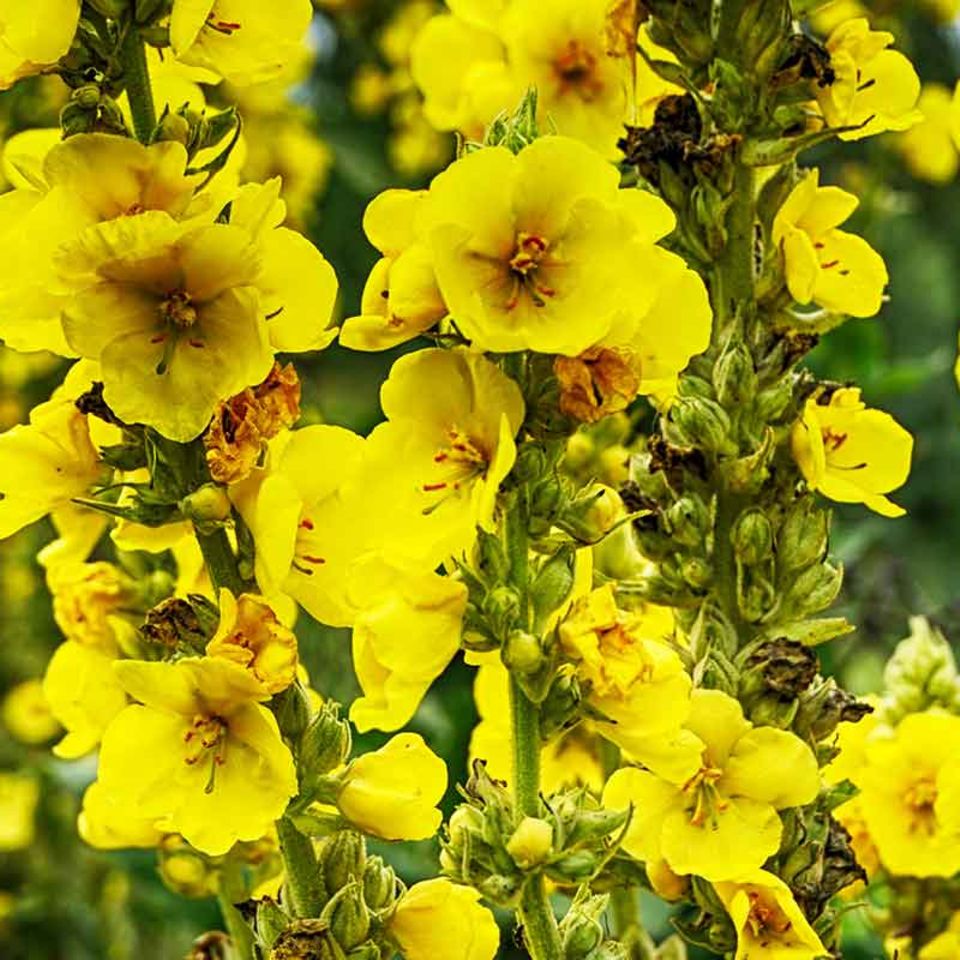 Gelbe Blumen sowie weitere Pflanzen - [SCHNER WOHNEN]