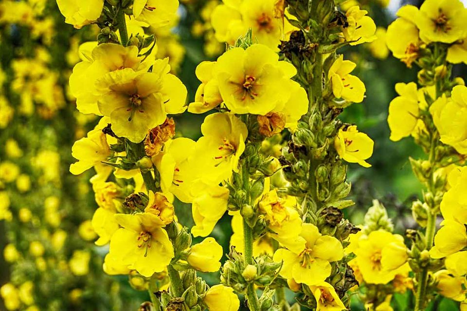 Verbascum nigrum - Königskerze