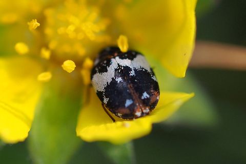 Teppichkäfer – so bekämpfen Sie die Larven - [SCHÖNER WOHNEN]
