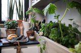 Kräuterbeet in der Küche - Siematic urban