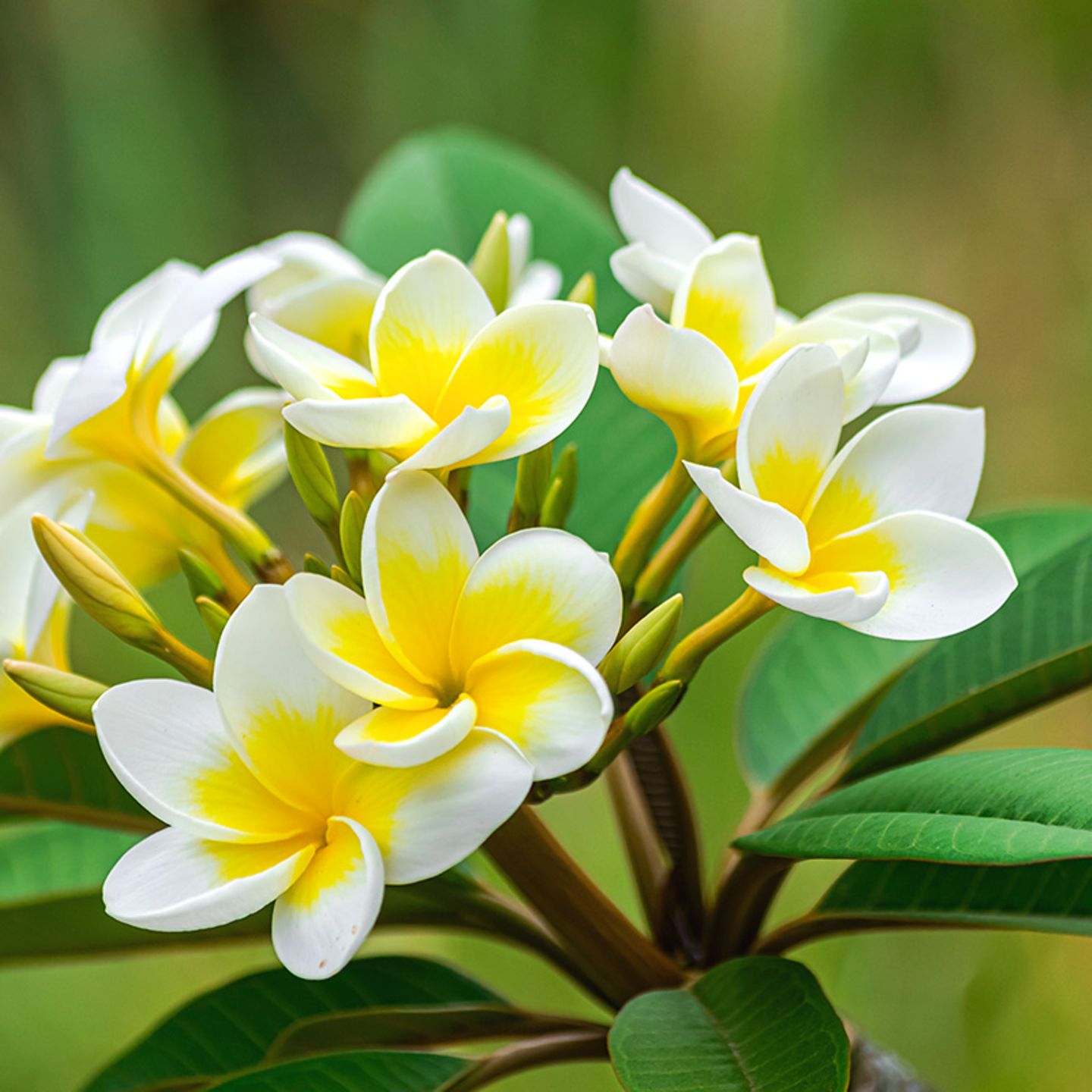 Frangipani: pflegen, umtopfen & mehr - [SCHNER WOHNEN]