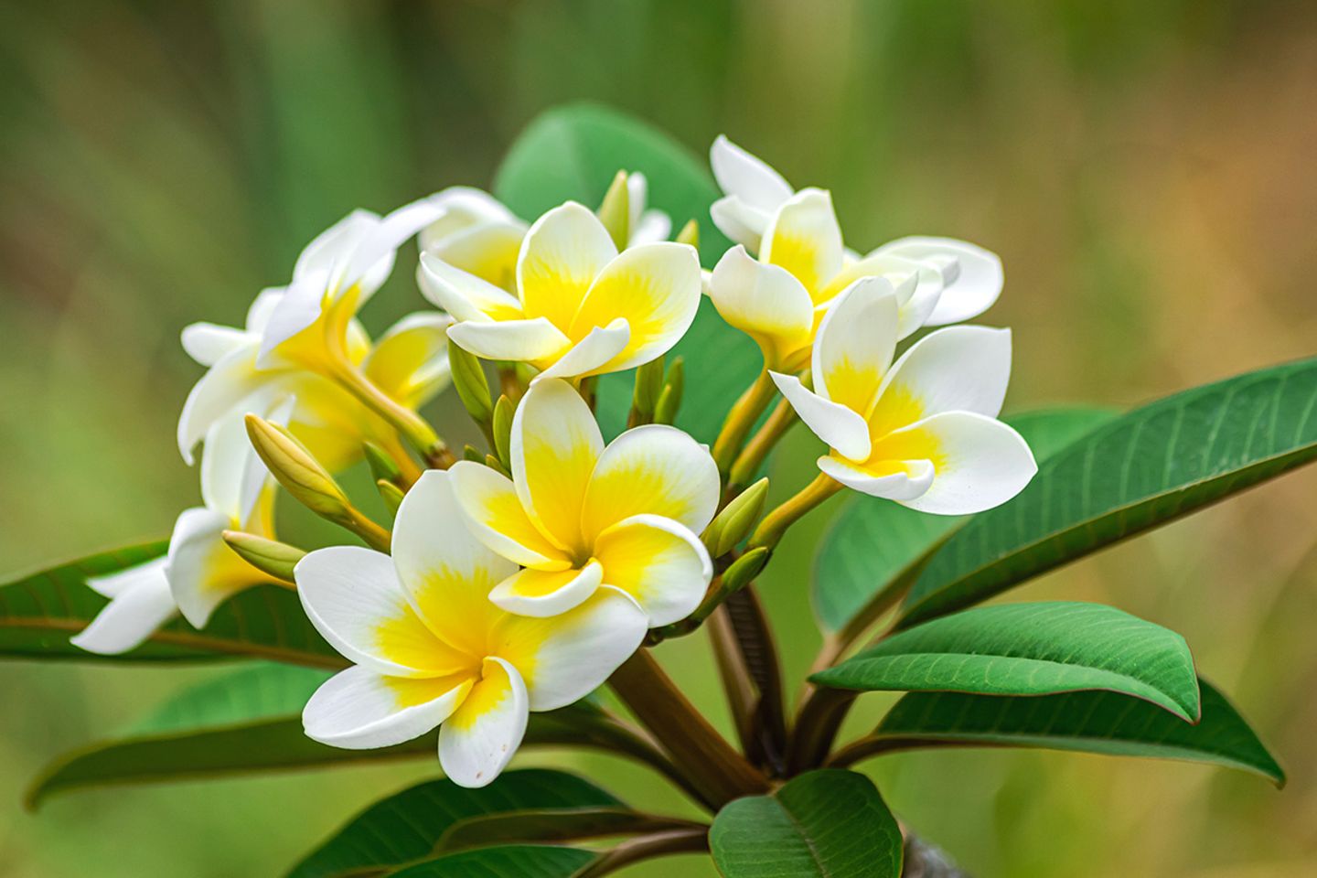 Frangipani - Blüten in Weiß-Gelb - Pflanzenlexikon