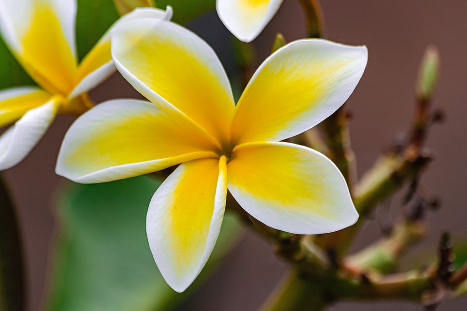Frangipani: pflegen, umtopfen & mehr - [SCHNER WOHNEN]