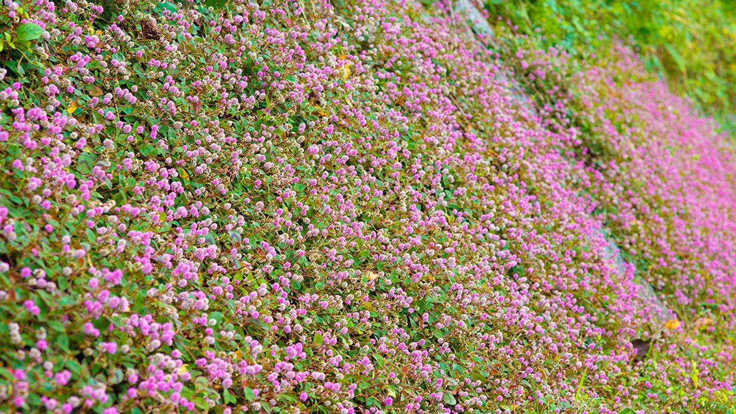 kleinblättriger kirschlorbeer Portugiesische Kirschlorbeer Prunus lusitanica 'Angustifolia' 60-80 cm –  Pflanzen247