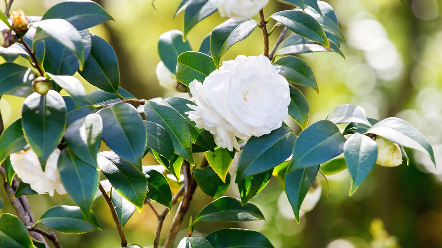 variegata shop Gardenia augusta 'Variegata' – Garden Treasures Nursery main image 1