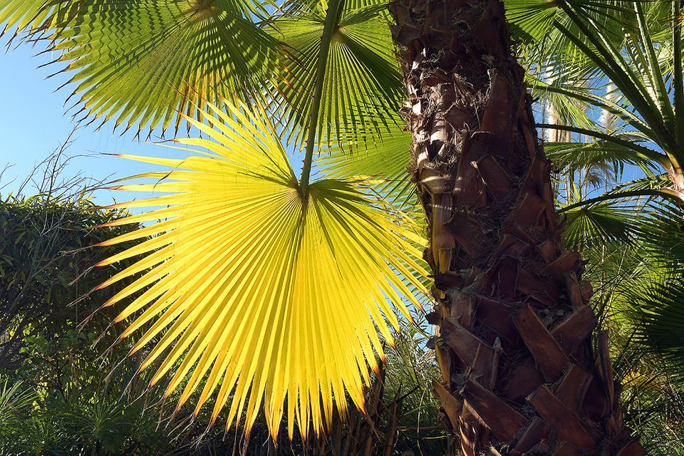Typischer fächerförmiger Wedel einer Hanfpalme Typischer fächerförmiger Wedel einer Hanfpalme