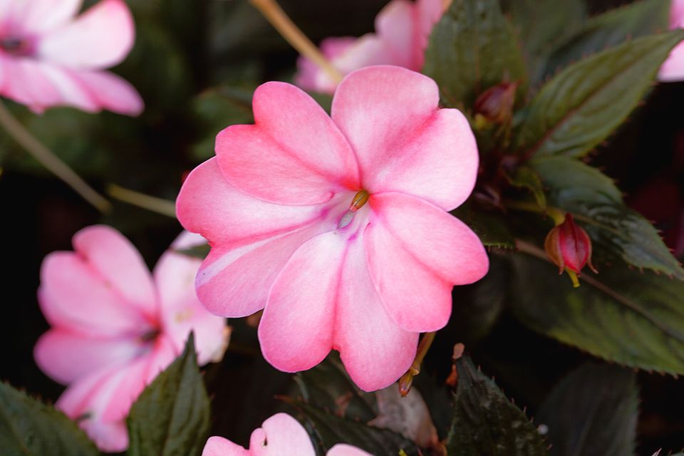 Fleißige Lieschen (Impatiens walleriana) Blüte eines Fleißigen Lieschens