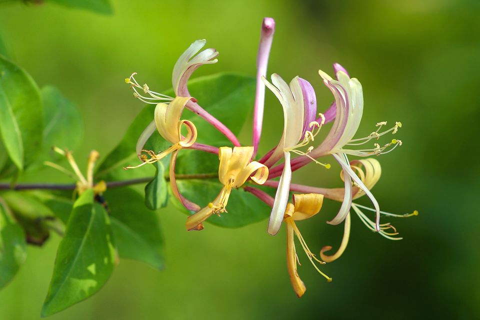 Geißblatt mit röhrenförmigen Blüten