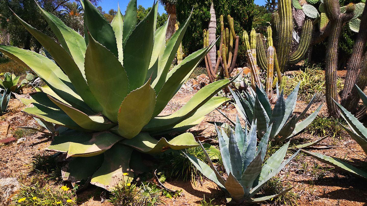 Agave: pflanzen, pflegen, vermehren - [SCHNER WOHNEN]