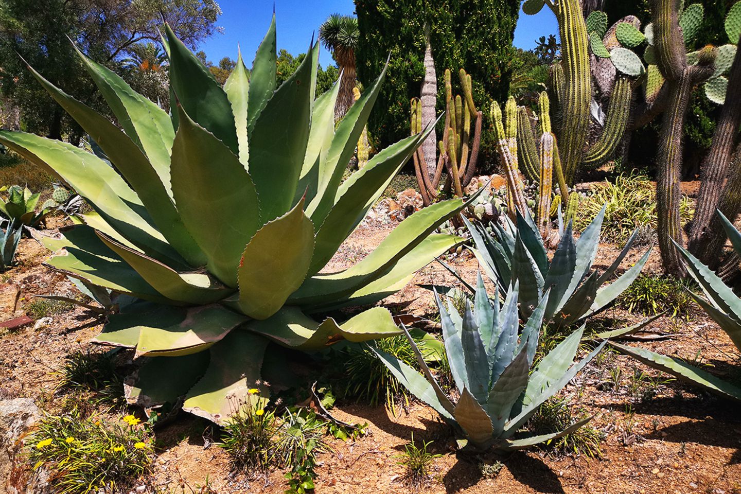 Agave: pflanzen, pflegen, vermehren - [SCHNER WOHNEN]