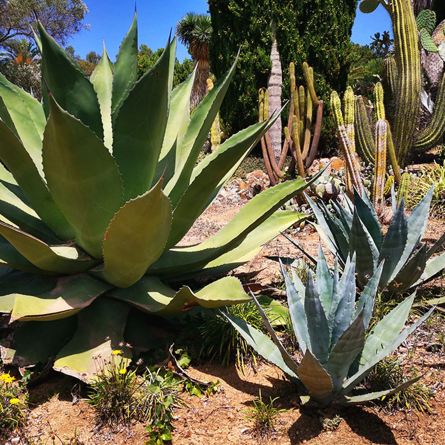 bonsai fa 44 Year Old Shindeshojo Japanese Maple Specimen Bonsai Tree