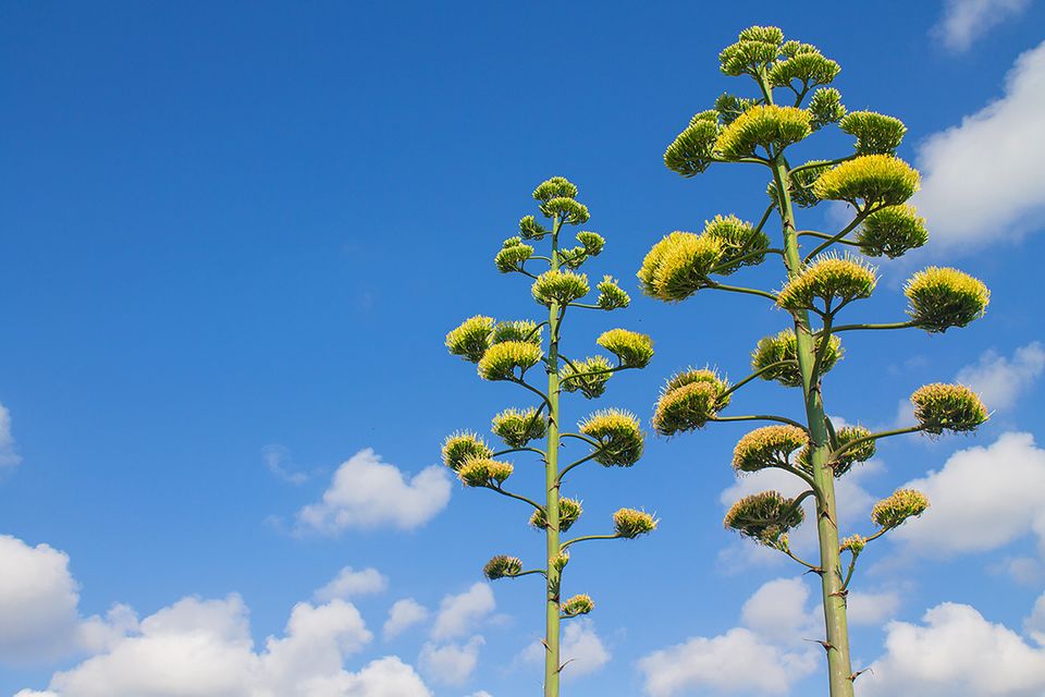 Agave: pflanzen, pflegen, vermehren - [SCHNER WOHNEN]