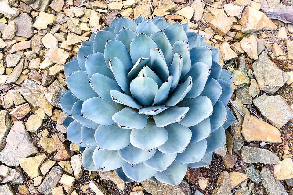 Rosette einer Agave parryi