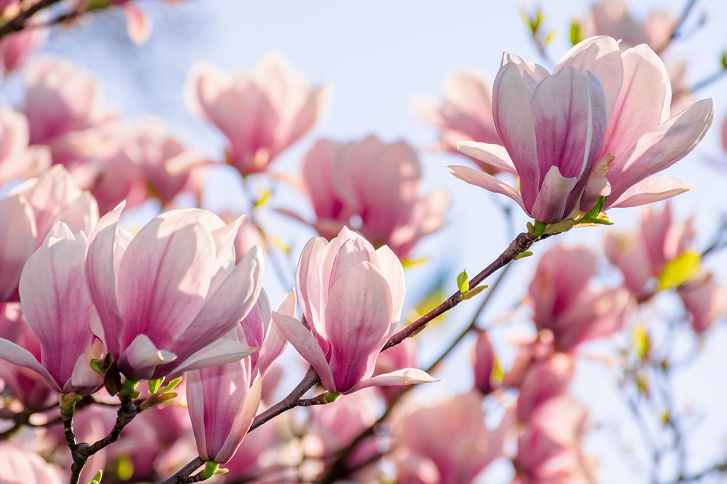 Magnolie  pflanzen, pflegen, vermehren - [SCHNER WOHNEN]