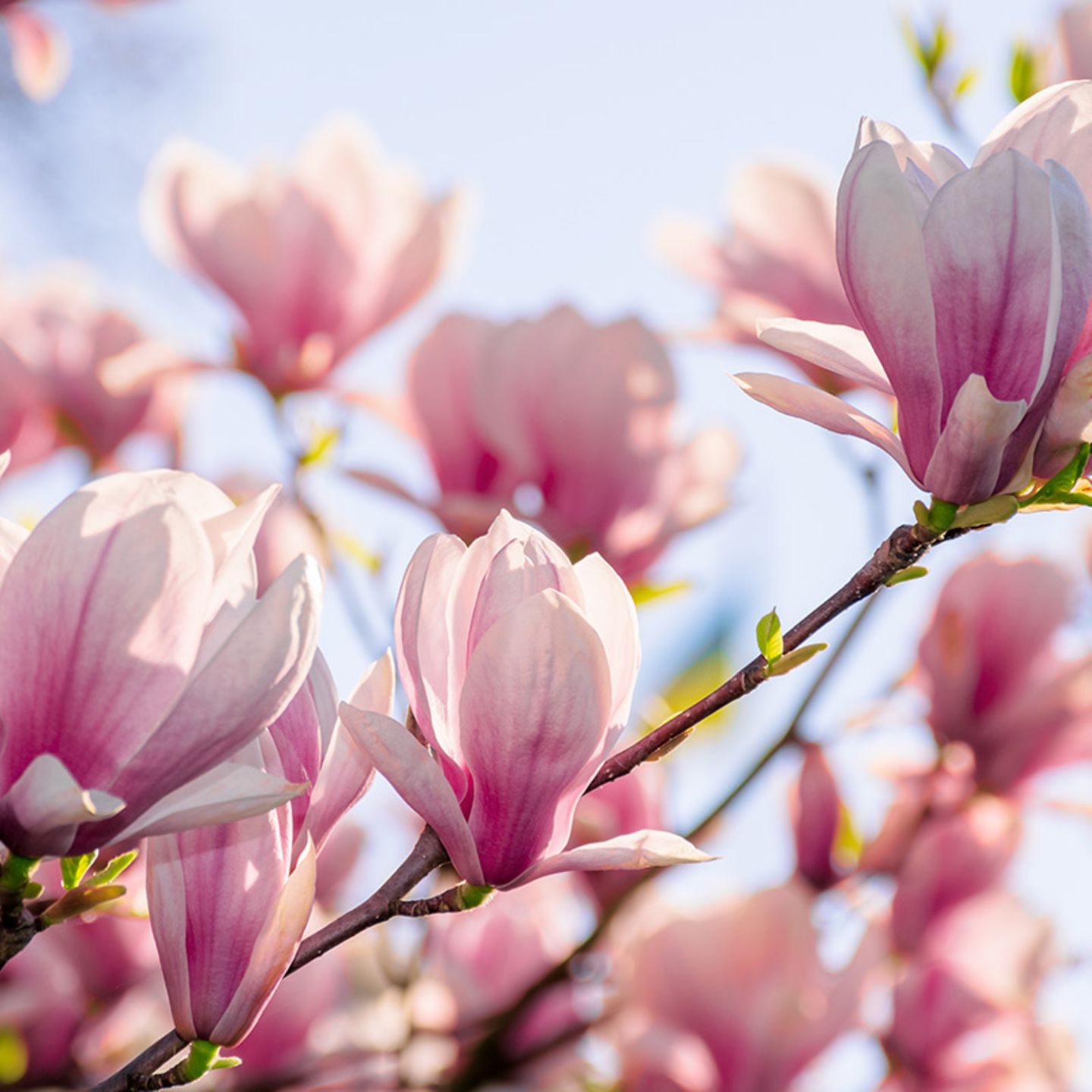 Magnolie  pflanzen, pflegen, vermehren - [SCHNER WOHNEN]